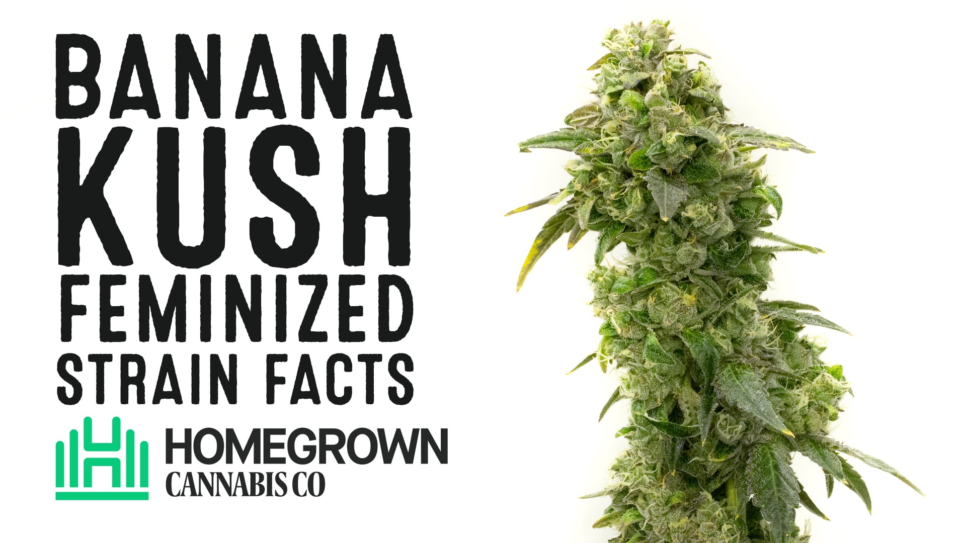 Banana Kush Feminized Cannabis Seeds