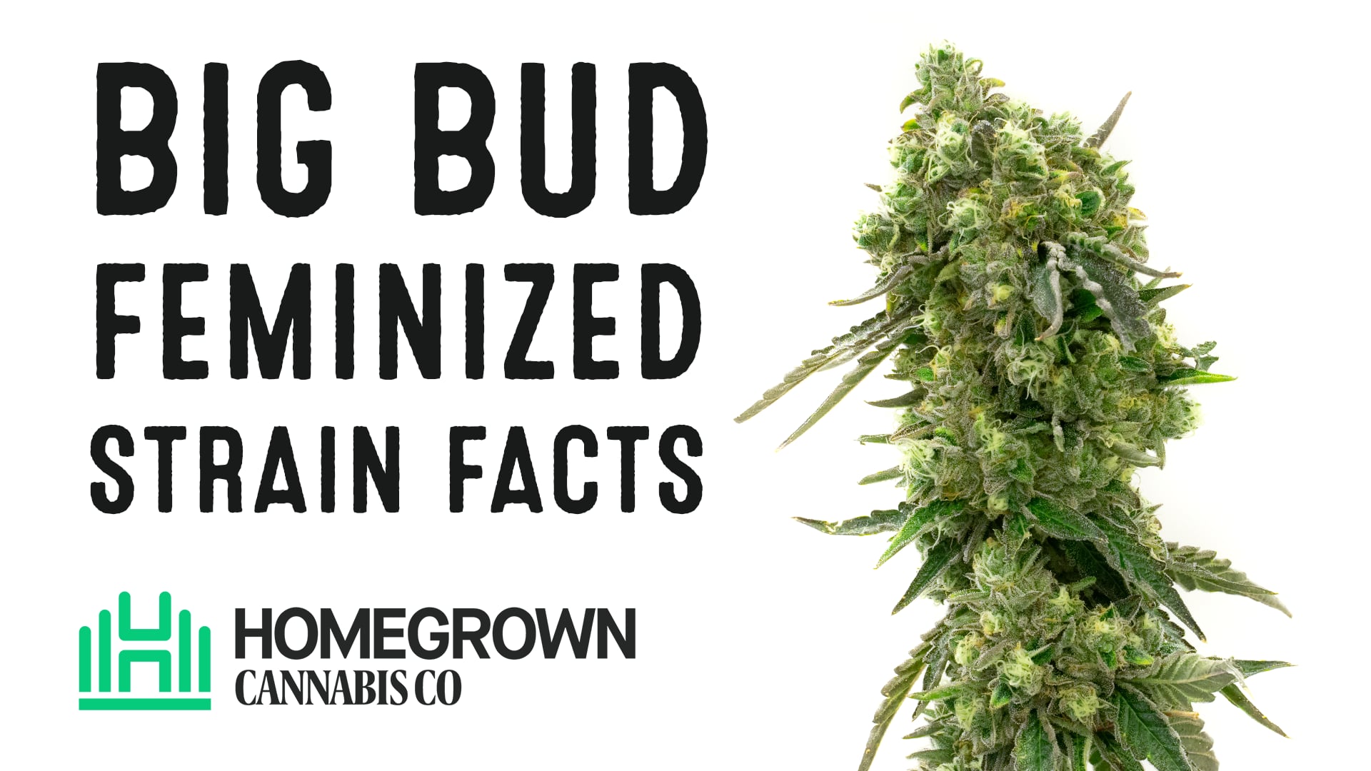 Big Bud Feminized Cannabis Seeds