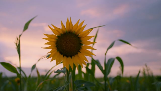 ES STRASBOURG - Vidéo - biogaz - portrait - lingenheld environnement