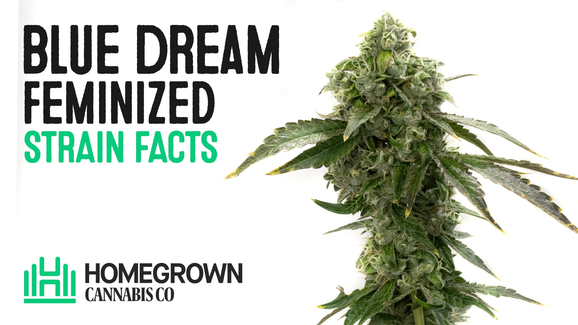 Blue Dream Feminized Cannabis Seeds