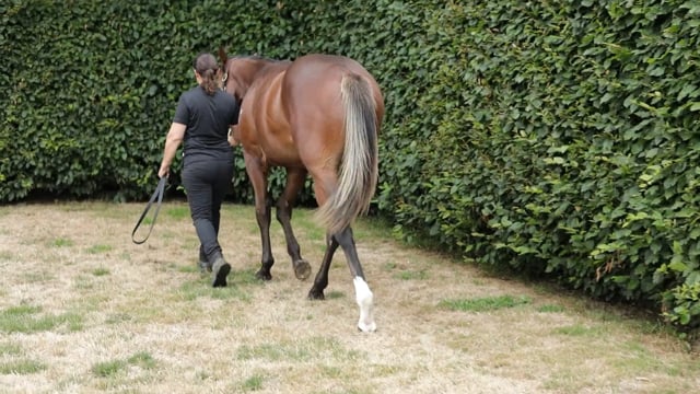 Lot 296