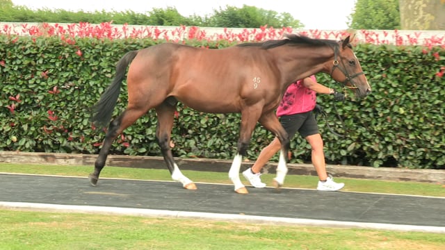 Lot 3