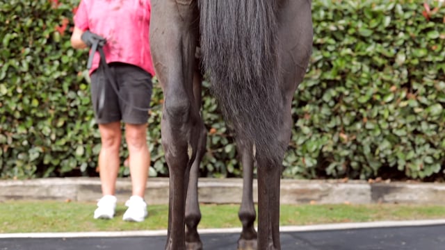 Lot 144
