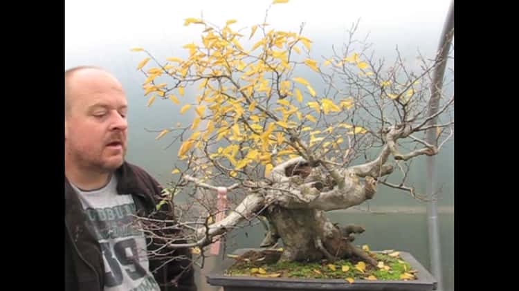 Instant - Bonsai - For - Everyone: Bonsai expert Graham Potter on air  pruning pots for bonsai