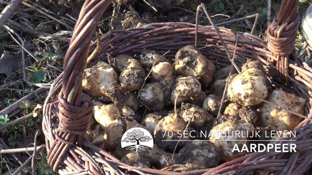 70 sec Natuurlijk Leven – Aardpeer
