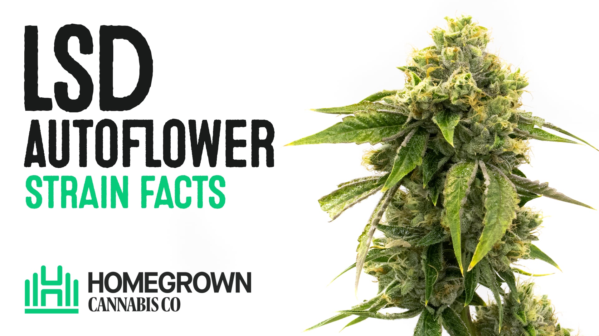 LSD Autoflower Cannabis Seeds