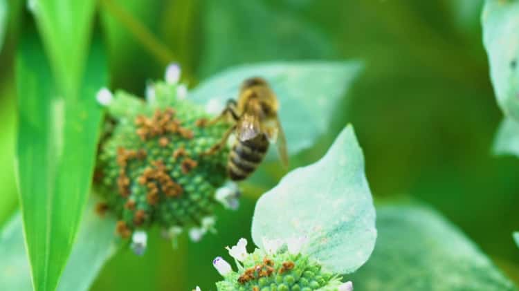 Honey Bees Part 5 Pollinators Plants