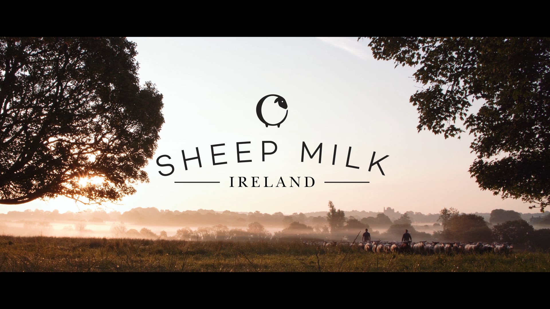 Irish Sheep Milk
