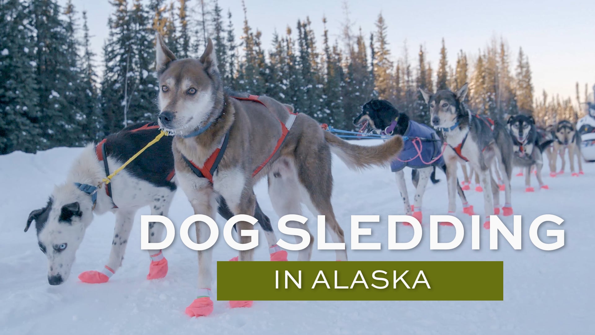 what is the most common sled dog