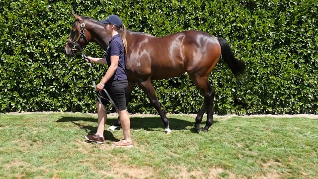 Lot 107