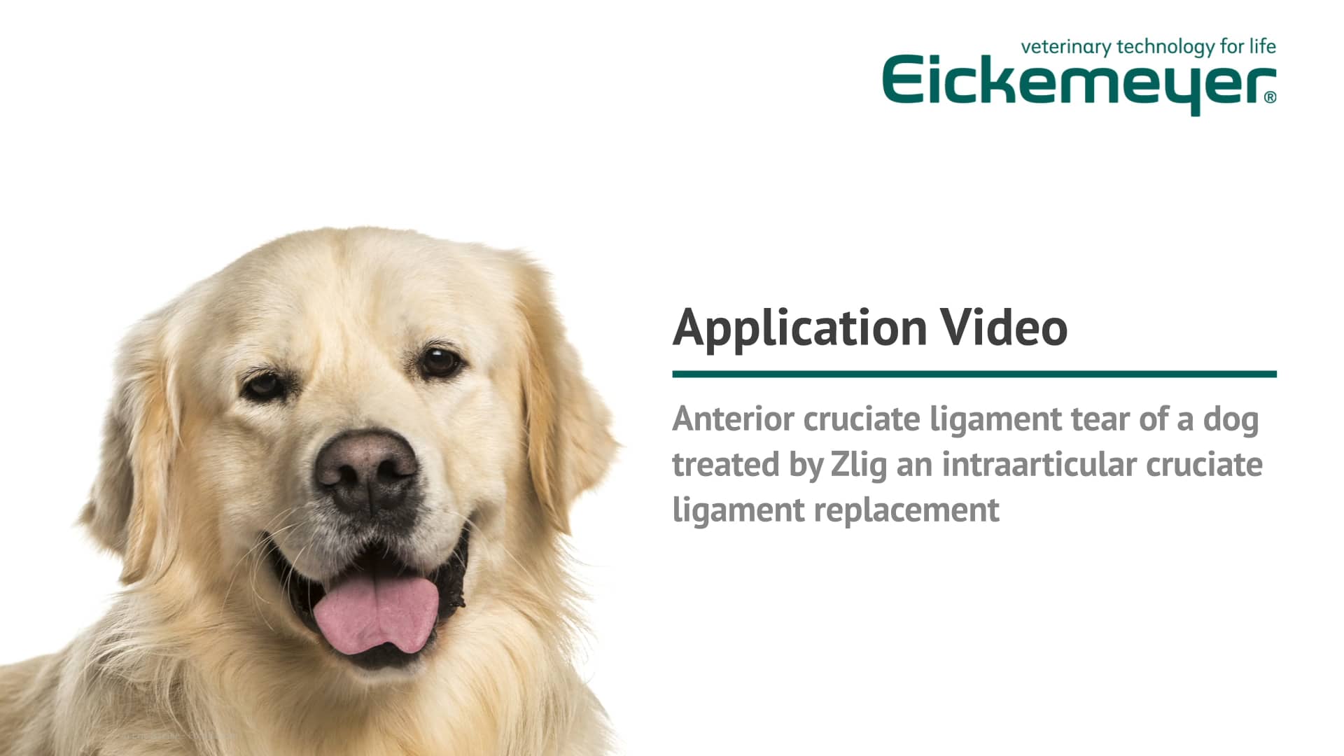 Application of Zlig as cruciate ligament replacement on Vimeo