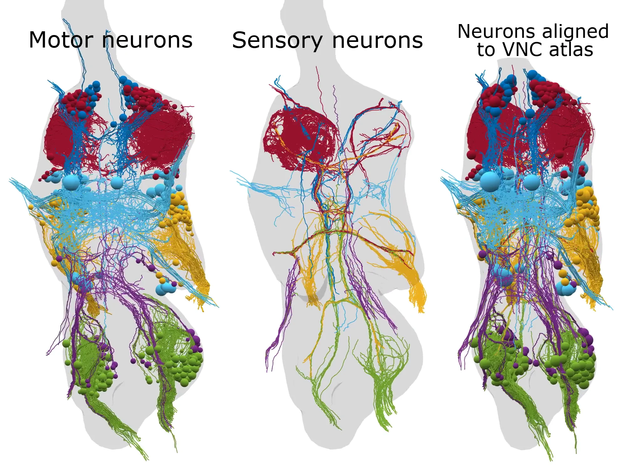 Sensory Neuron