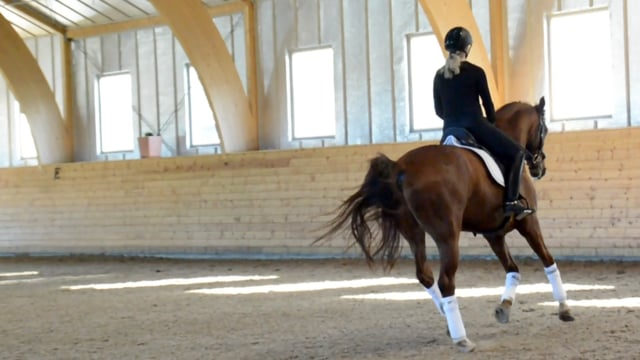 Uppvärmning i galopp