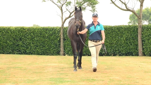Lot 628