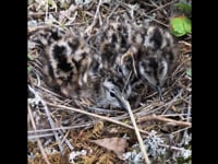 Lesser Yellowlegs Chicks
