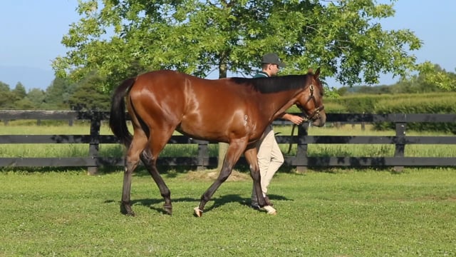Lot 6