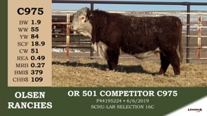 Lot #C975 - OR 501 COMPETITOR C975