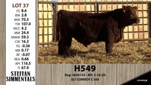 Lot #37 - H549