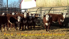 Lot #255 - COMMERCIAL HEIFER TAG 255