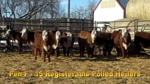 Lot #193 - COMMERCIAL HEIFER TAG 193