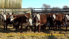 Lot #341 - COMMERCIAL HEIFER TAG 341
