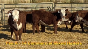 Lot #329 - COMMERCIAL HEIFER TAG 329