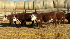Lot #365 - COMMERCIAL HEIFER TAG 365