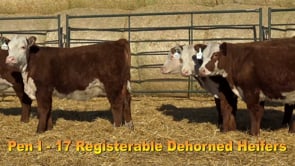 Lot #223 - COMMERCIAL HEIFER TAG 223