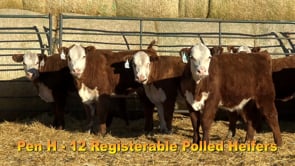 Lot #192 - COMMERCIAL HEIFER TAG 192