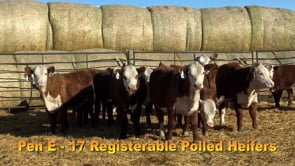 Lot #185 - COMMERCIAL HEIFER TAG 185