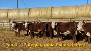 Lot #211 - COMMERCIAL HEIFER TAG 211