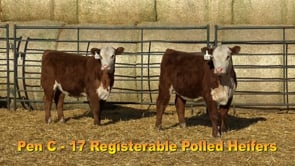 Lot #181 - COMMERCIAL HEIFER TAG 181