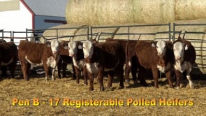 Lot #292 - COMMERCIAL HEIFER TAG 292