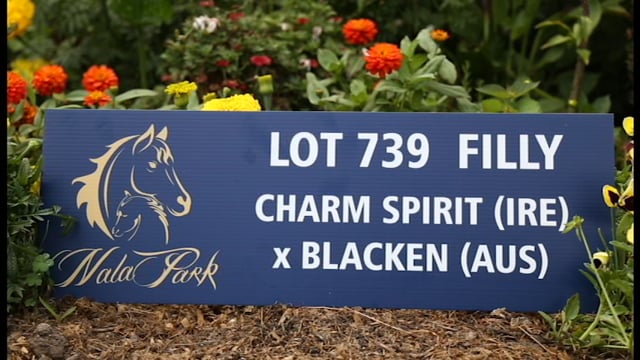 Lot 739