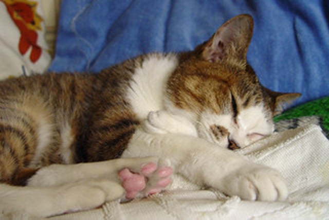 How can we Prevent Diabetes in Cats?