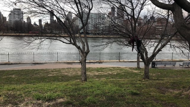 Walk in the Park