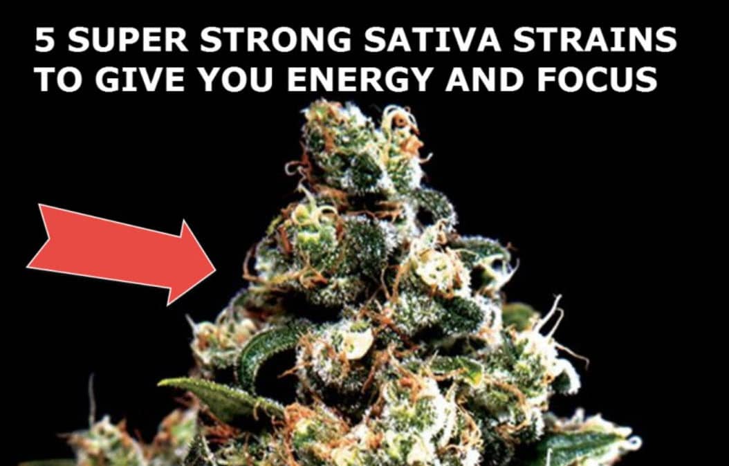 5 Strong Sativa Strains with High THC Levels on Vimeo