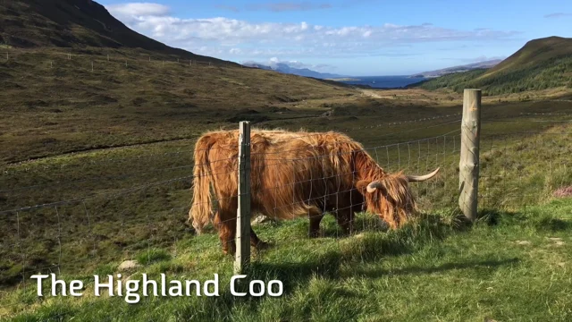 Highland Cows (and 9 fun facts you need to know about these legen-dairy  beasts!) - Highland Titles