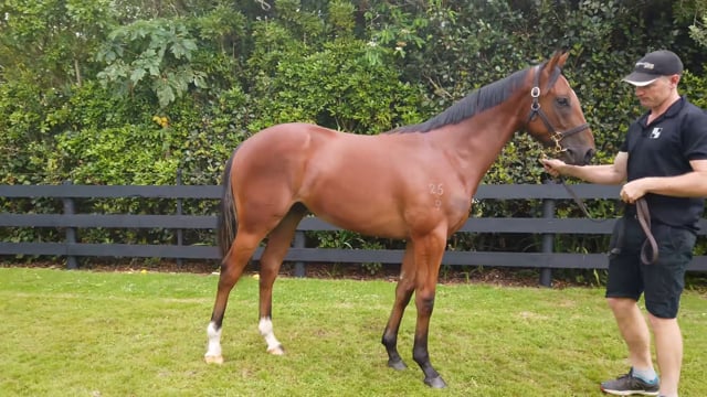 Lot 809