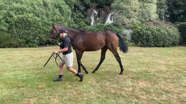 Lot 729