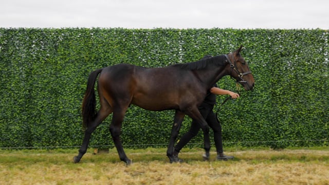 Lot 124