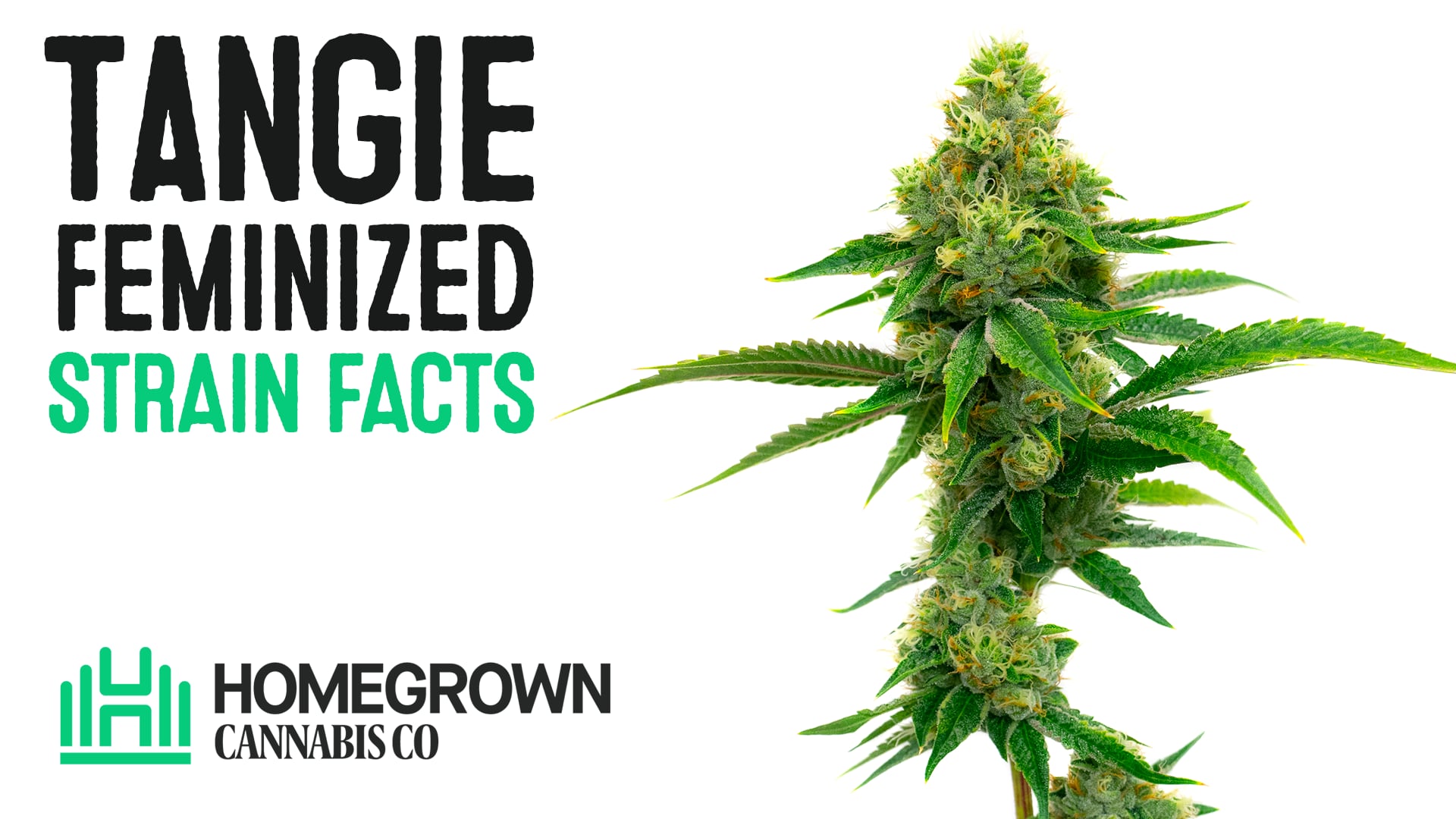 Tangie Autoflower Cannabis Seeds