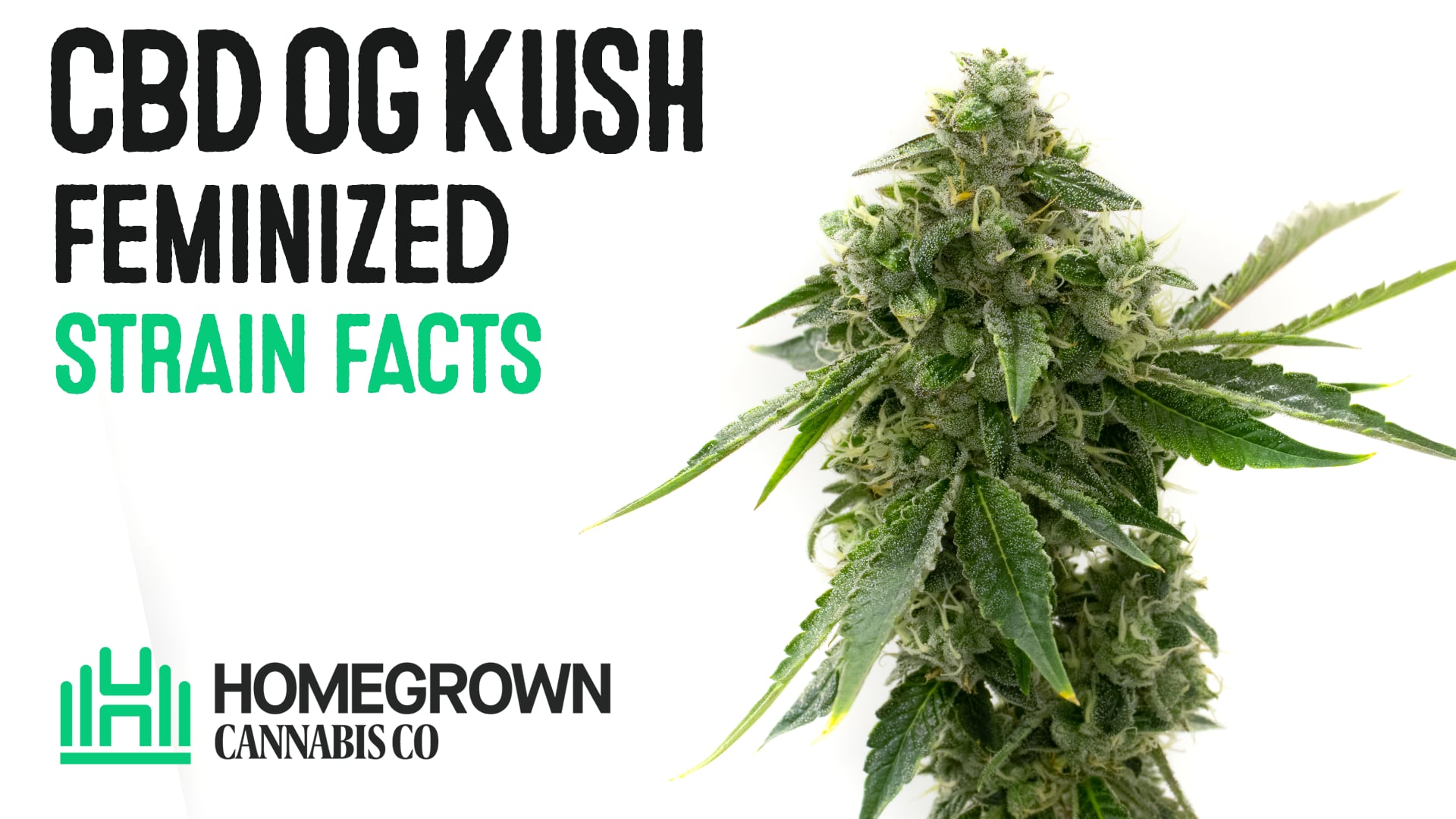 CBD OG Kush Feminized Cannabis Seeds