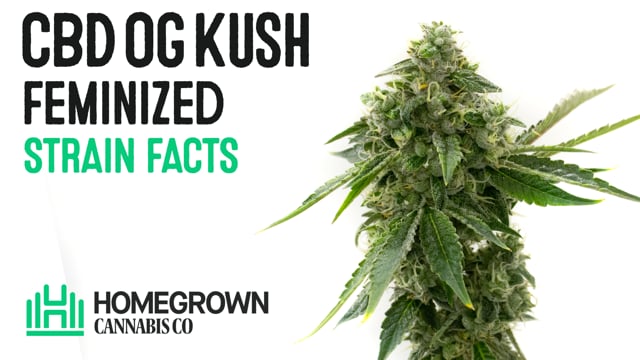CBD OG Kush Feminized Seeds | Homegrown Cannabis Co.