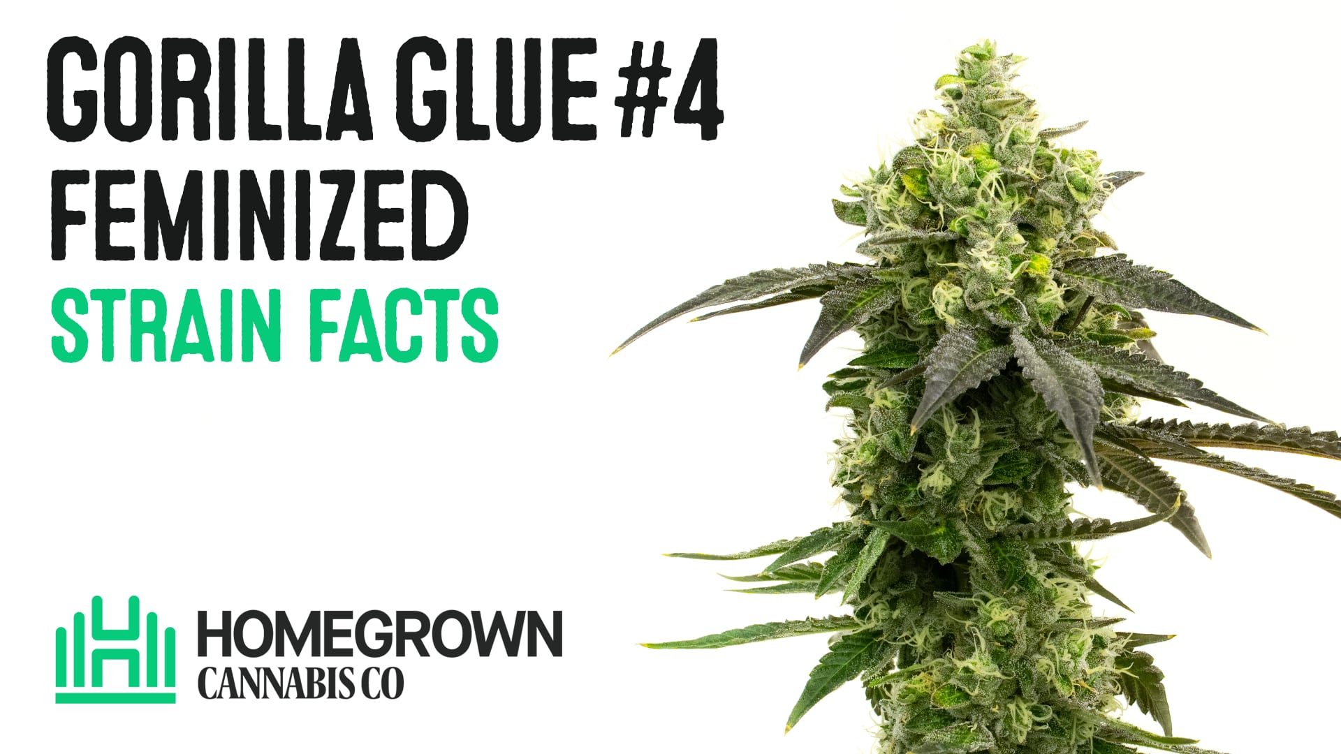 Gorilla Glue #4 Feminized Cannabis Seeds