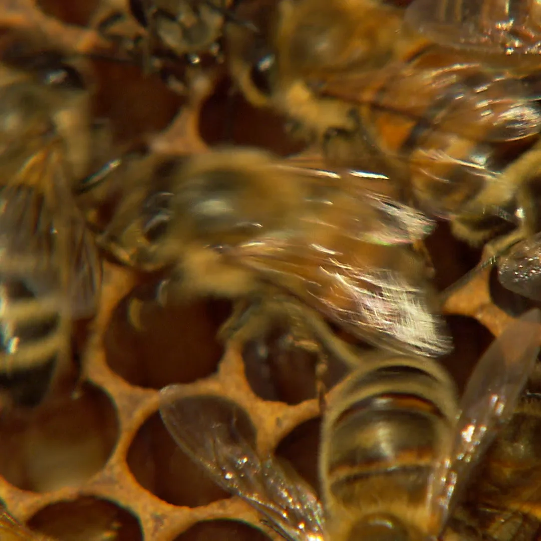 Bee Dance on Vimeo