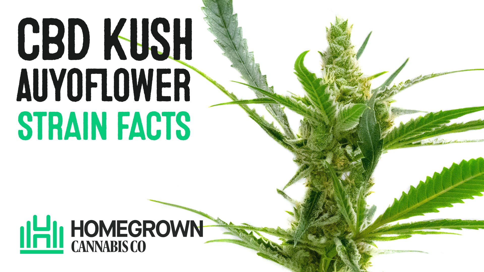 CBD Kush Autoflower Cannabis Seeds