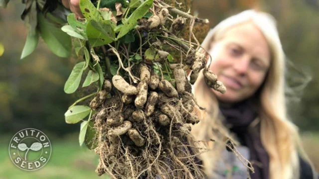 How to grow peanuts