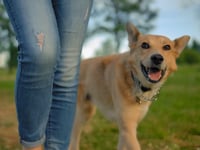 Pet Friendly House Introductoin