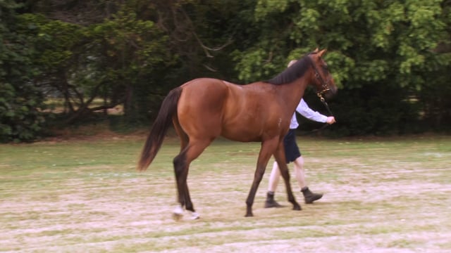 Lot 786